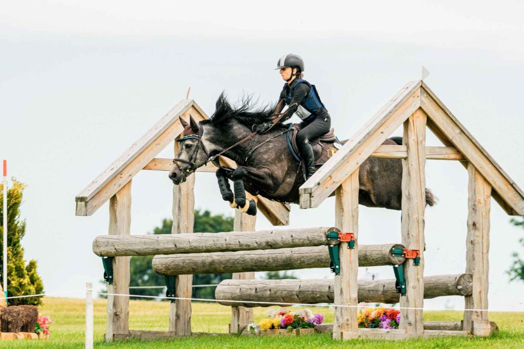 connemara stallion