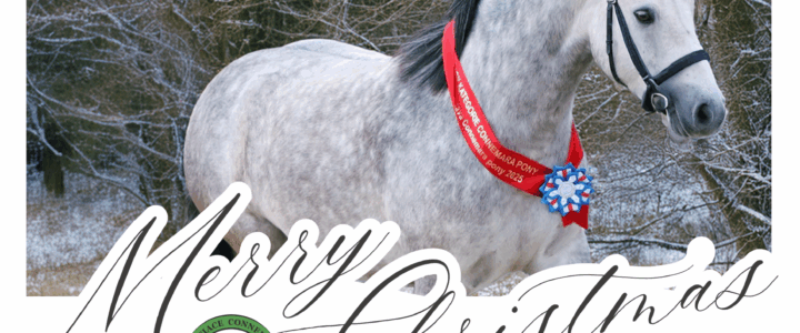 Milí členové CACP, chovatelé a příznivci connemara pony,