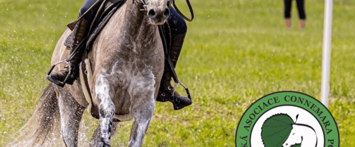 Connemara pony zářili v Humpolci: Knockbridge Time Square vyhrál Bronzovou podkovu! Connemara pony zářili v Humpolci: Knockbridge Time Square vyhrál Bronzovou podkovu!