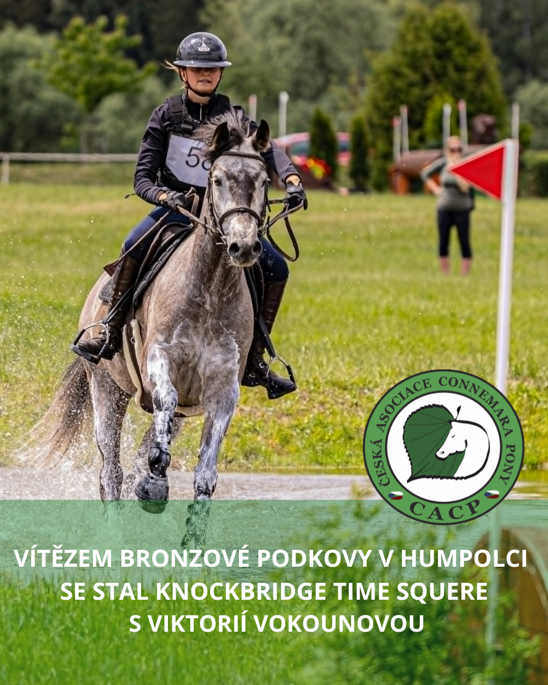 Connemara pony zářili v Humpolci: Knockbridge Time Square vyhrál Bronzovou podkovu!